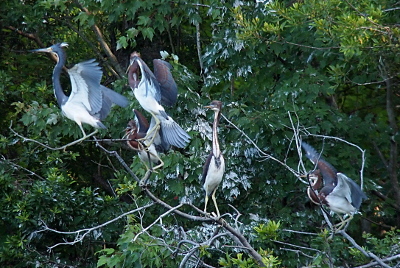 [Against a background completely full of leaves, five herons stand on branches sticking out over the water (below the image). The heron on the far left with its wings stretched above its body is grey-blue with a white body and underwings and a white tuft on its head. Two of the other four birds have their wings stretched upward showing patches of maroon in with the grey both on the wings and on their necks. One bird with its bill open has a tuft of maroon feathers on its head. The fourth bird stands with its body facing the camera exposing the maroon stripe down the white underside of its neck.]